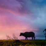 pexels-archie-binamira-708798